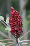 Smooth sumac